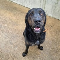 VIC, chien à adopter