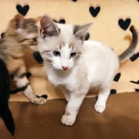 PEPITO, chat à adopter