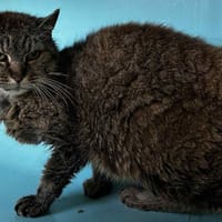 boo, chatte à adopter