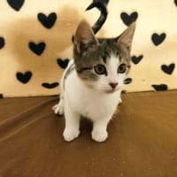 PITCH, chatte à adopter