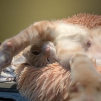 VENUS A17195, chatte à adopter