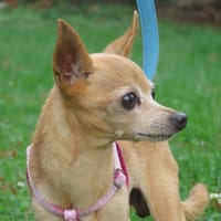 Lucky, chien à adopter