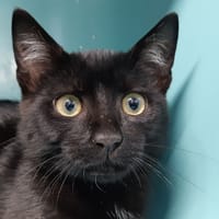 Canaqueese, chat à adopter