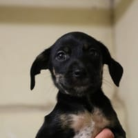 YUZU HAA24600, chienne à adopter