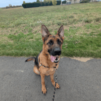 VERA, chienne à adopter