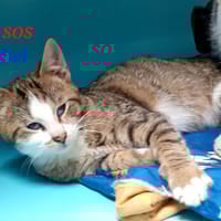 Miel, chat à adopter