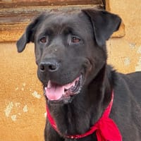 FRY, chien à adopter