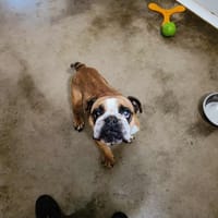 ONDINE QCN, chienne à adopter