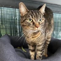 Houna, chatte à adopter