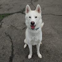 Ulki, chien à adopter