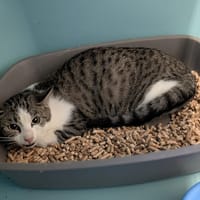 CAPRICE, chatte à adopter