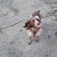 POCKETTE, chienne à adopter