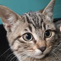 Millefeuille, chat à adopter