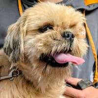 Ange, chien à adopter