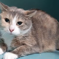 Solivette (réservée), chatte à adopter