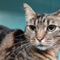 Nyssa, chatte à adopter