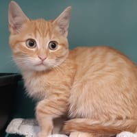 Millepertuis, chat à adopter