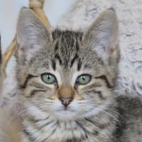 Astruge, chatte à adopter