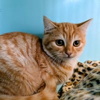 Cajou [Chaton], chat à adopter