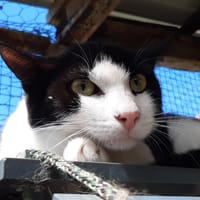 Chlomi, chat à adopter
