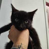 noiro, chat à adopter