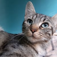 Humba (réservée), chatte à adopter