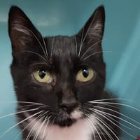 Zora, chatte à adopter