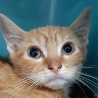 Coward (réservé), chat à adopter