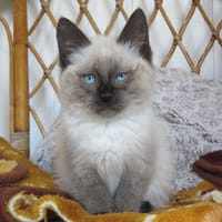 Apolline, chatte à adopter