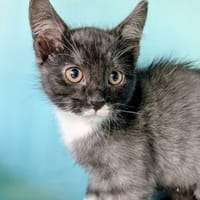 Tigris [Chaton], chat à adopter