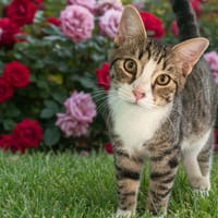 Patake, chat à adopter