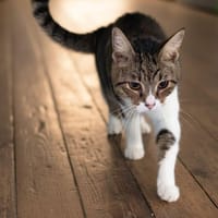 Patata, chatte à adopter