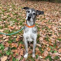 TYSON, chien à adopter