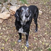 VICTOR, chien à adopter