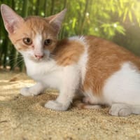 HORACE, chat à adopter