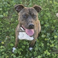 lilo, chienne à adopter