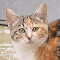 Alouette, chatte à adopter