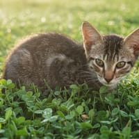VEGAS, chatte à adopter