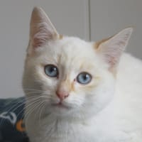 Ajax, chat à adopter