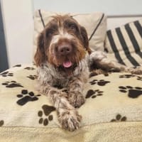 VRAK, chien à adopter