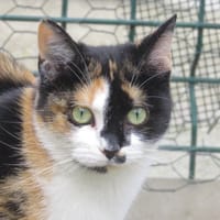 Nezuko, chatte à adopter