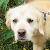 nouki, chien à adopter