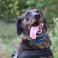 MOGWAI, chien à adopter