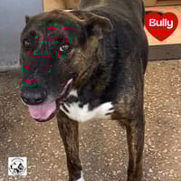 BULLY, cane da adottare