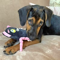 jasper, chien à adopter