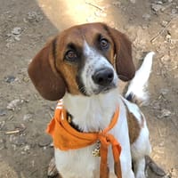 perla, chienne à adopter