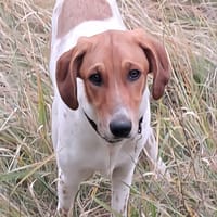 fleur, chienne à adopter