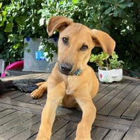 turbo, chien à adopter