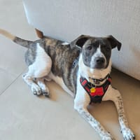 jazzy, chien à adopter
