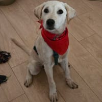 zico, chien à adopter